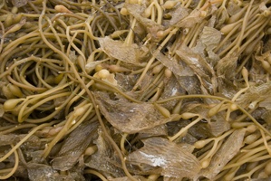 314-4877 Encinitas, CA